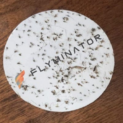 Sticky Glue Boards for Flyminator Insect Trap (10-Pack)
